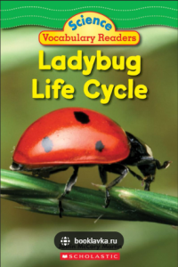 Image of Ladybug Life Cycle